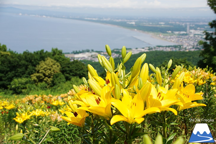 オーンズ春香山ゆり園 今年も綺麗な『ゆり』のシーズン到来♪